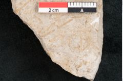 Foto (Detailansicht) von Chara meriani Braun (NHMW-GEO-2024-0188-11473)